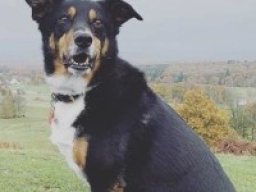 doberman_collie_20211219_1554720764